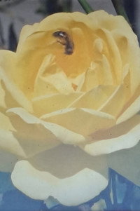 The Full Bloom (2025) poster
