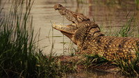 «Hippo vs Croc (2014)» — обои к фильму #8