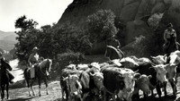 «Riders in the Sky (1949)» — обои к фильму #1