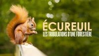 Écureuil : Les Tribulations d'une forestière