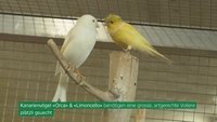 Episode 45