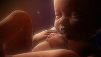 «In the Womb: Multiples (2007)» — обои к фильму #1