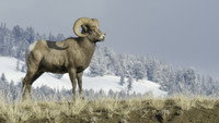 «Yellowstone Journals (2019)» — обои к сериалу #3