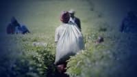 Sex for Work The True Cost of Our Tea