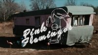 Pink Flamingos