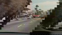 Mammoths To Manhattan