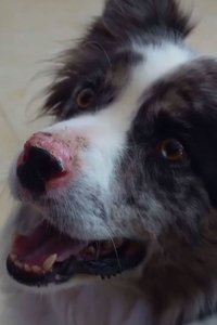 Imagem do Filme Día de perros