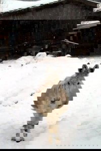 Esel mit Schnee