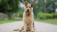 «Racko - Ein Hund für alle Fälle (2019)» — обои к сериалу #1