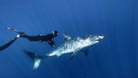 «Great White Shark (2013)» — обои к фильму #1