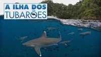 Shark Island