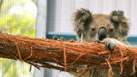 «Secrets of the Zoo: Down Under (2020)» — обои к сериалу #3