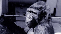 «Коко, говорящая горилла (1978)» — обои к фильму #1