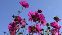 Brauchen Pflanzen die Sonne?