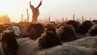 «Тюльпан (2008)» — обои к фильму #1