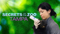 «Secrets of the Zoo: Tampa (2020)» — обои к сериалу #8