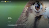 «Wild Birds of Australia (2016)» — обои к сериалу #1