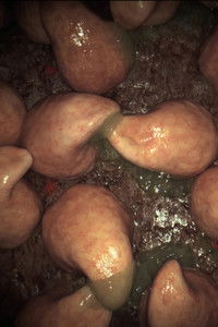 Imagem do Filme Saft