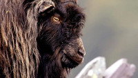 «Wales: Land of the Wild (2019)» — обои к сериалу #1