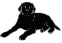 Black Dog Television