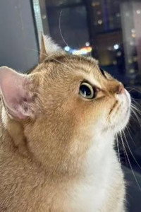 漫森短剧