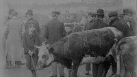«Cattle Market in Derry (1902)» — обои к фильму #1
