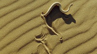 Namib Desert