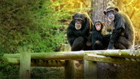«Meet the Chimps (2020)» — обои к сериалу #3