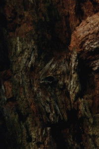 Imagem do Filme CASTOROCENE