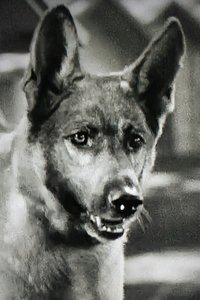 Imagem de Grey Shadow
