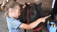 Wie striegelt man ein Pony?