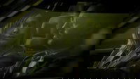 Cortex
