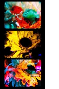 Flores (II)