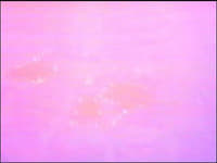 Primordial Plot