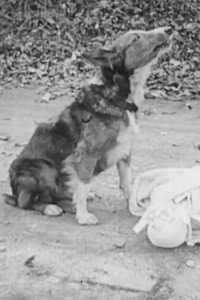 Постер фильма «Toodles, Tom and Trouble (1915)» — (1 из 1)
