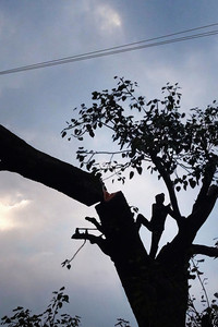 Imagem do Filme The Peepul Tree