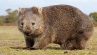 Im Land der Wombats
