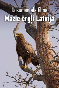 Mazie ērgļi Latvijā