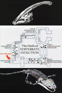 The Halls of Vertebrate Evolution