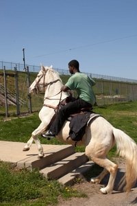 Imagem do Filme Horse Day