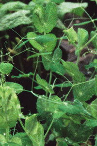 Imagem do Filme Revolving Rounds