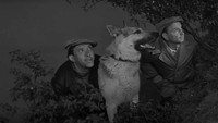 Обои к фильму «Ко мне, Мухтар! (1964)» — (11 из 18)