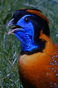 Peacocks and Tragopans subtitle poster
