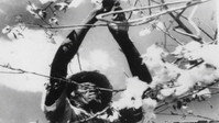 «O País de São Saruê (1971)» — обои к фильму #1