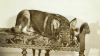 «Land of the Silver Fox (1928)» — обои к фильму #1
