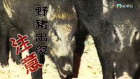 Episode 251