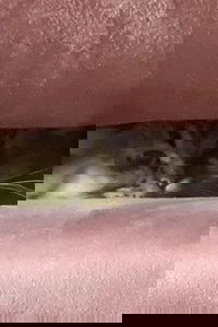 Imagem do Filme A Cat's Ascend To Claustrophobic Tranquility