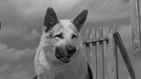 «Ко мне, Мухтар! (1964)» — обои к фильму #1