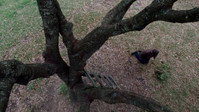 The Tree of Life