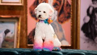 «Haute Dog (2020)» — обои к сериалу #4